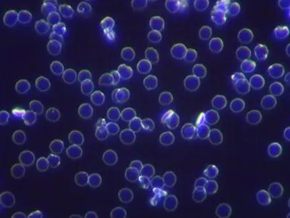 Течна кръв със свободно движещи се клетки